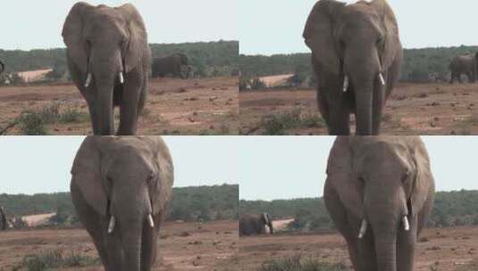 在野外行走的非洲象高清在线视频素材下载