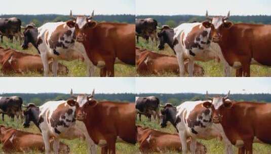 乡下的牛群高清在线视频素材下载