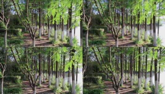 实拍4k树林高清在线视频素材下载