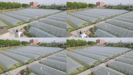 大棚种植西瓜蔬菜基地4K航拍高清在线视频素材下载