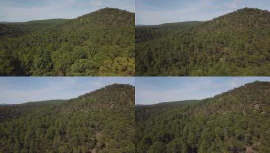 小山上的树梢高清在线视频素材下载