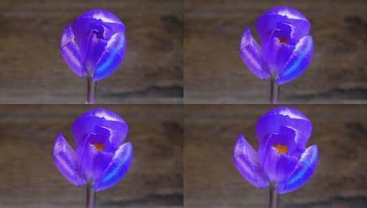 蓝色的花瓣缓缓张开高清在线视频素材下载