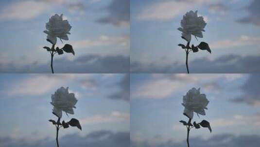 白玫瑰晚霞下蓝调时间随风飘动慢动作高清在线视频素材下载