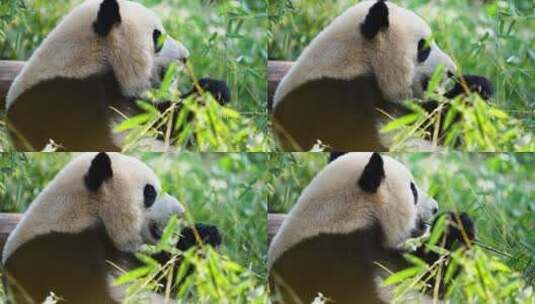 一只大熊猫在吃竹子高清在线视频素材下载