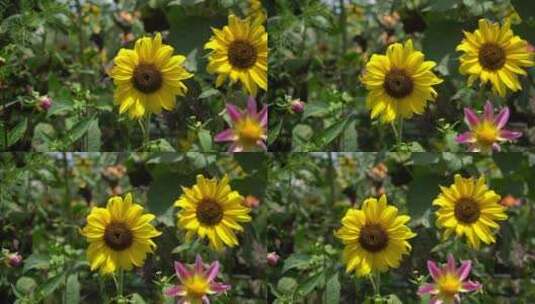 【精品】花园向日葵高清在线视频素材下载