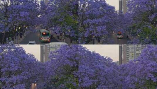 夜幕降临时昆明教场中路蓝花楹航拍高清在线视频素材下载