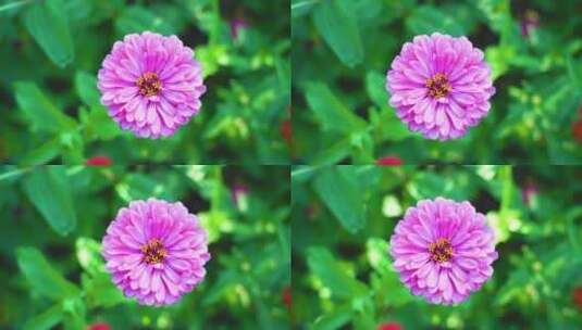 唯美画面粉色鲜花小花朵高清在线视频素材下载