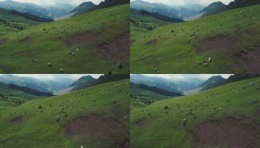 新疆草原风光无限好牛羊满山坡航拍自然风光高清在线视频素材下载
