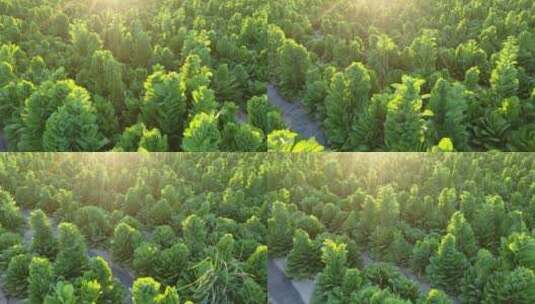 逆光生菜制种田地高清在线视频素材下载