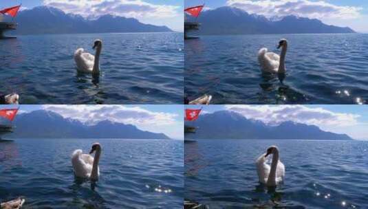 白天鹅在湖里游泳高清在线视频素材下载
