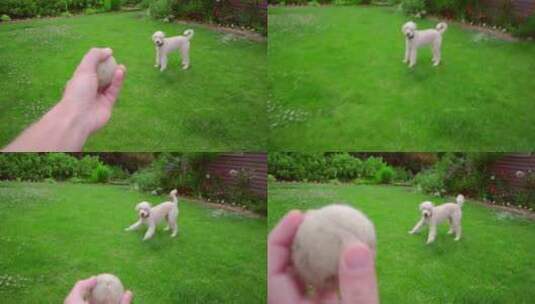男子手掷球。狗玩玩具。白色贵宾犬追逐球高清在线视频素材下载
