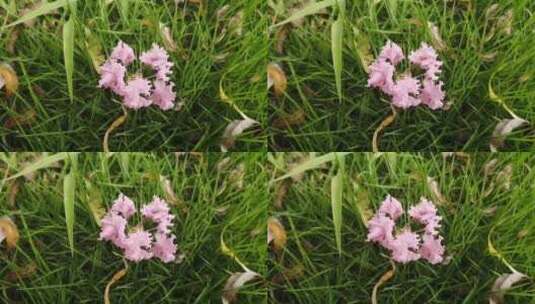 掉落的紫薇花高清在线视频素材下载