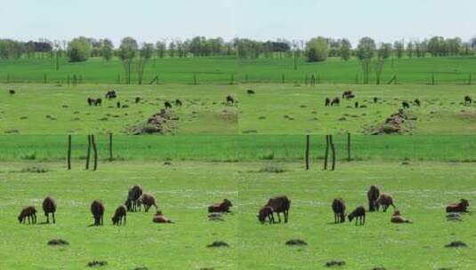 德国柏林 乡村 绿草原 风车 牛吃草 组镜高清在线视频素材下载