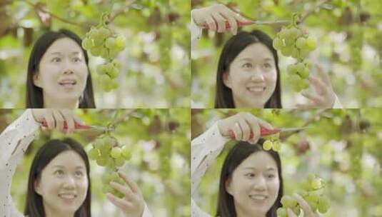 年轻女子在水果大棚采摘葡萄高清在线视频素材下载