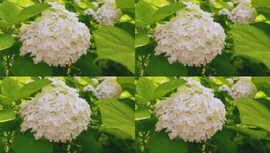 夏天花园里盛开的白色绣球花。高清在线视频素材下载