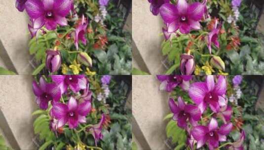 美丽的紫色和白色蝴蝶兰花高清在线视频素材下载