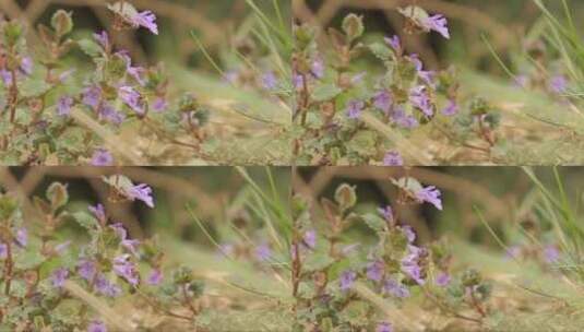 蜜蜂在花丛中为花朵授粉高清在线视频素材下载