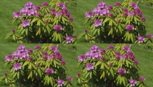 草坪上绽放的紫色杜鹃花高清在线视频素材下载