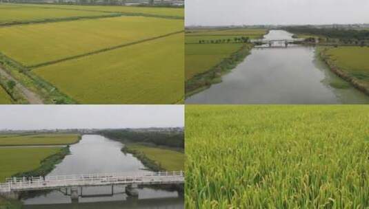 航拍兴化大米水稻乡村农田小河水视频宣传高清在线视频素材下载