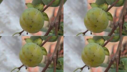 柿子果子高清在线视频素材下载