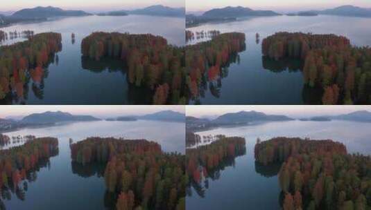 秋季宁波四明湖水杉林风光航拍高清在线视频素材下载