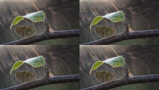 雨中树叶下避雨的蝴蝶【升格实拍】高清在线视频素材下载