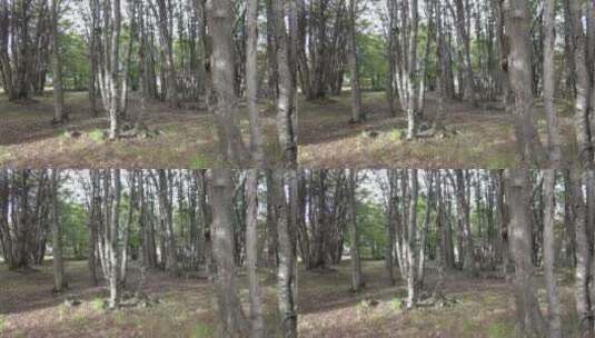 干枯的树林高清在线视频素材下载