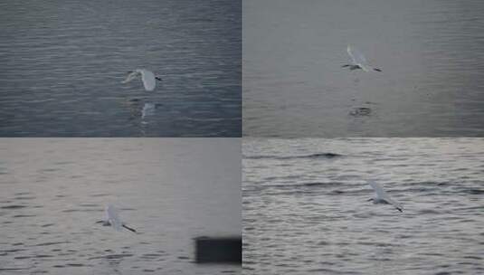 深圳湾海水海浪海滩视频高清在线视频素材下载