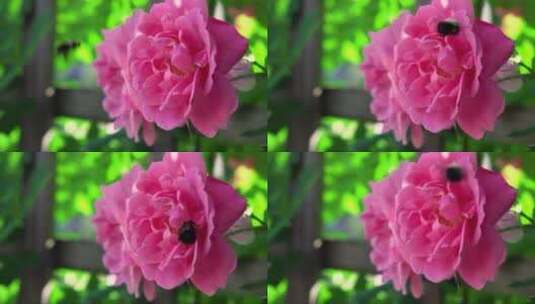 美丽牡丹花的特写高清在线视频素材下载