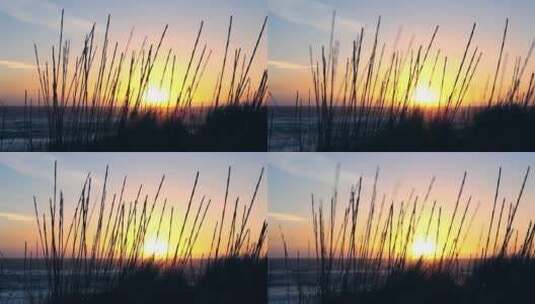 日出时海边的植物高清在线视频素材下载