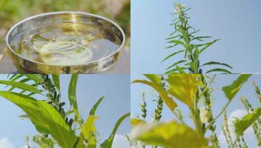 芝麻种植高清在线视频素材下载