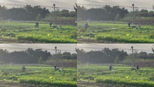 乡下菜地村庄房屋农民背竹篓打农药的人1高清在线视频素材下载