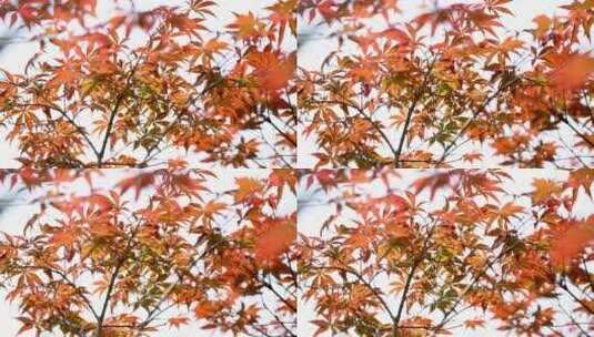 秋天红色枫叶风光意境自然风景空镜头高清在线视频素材下载