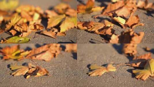 地面枯叶 树叶凋零高清在线视频素材下载