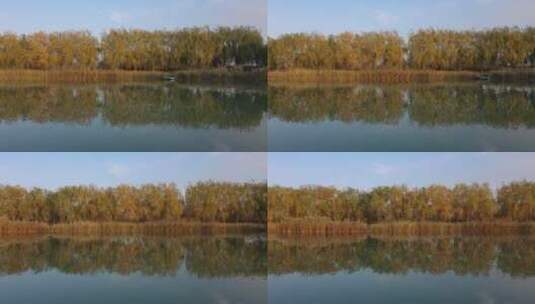 深秋湖岸柳树倒影高清在线视频素材下载