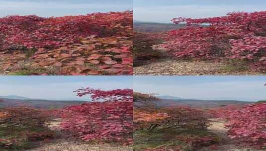 济南红叶谷景区，红叶满山迎来最佳观赏高清在线视频素材下载