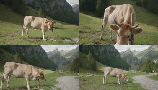 抓挠的牛高清在线视频素材下载