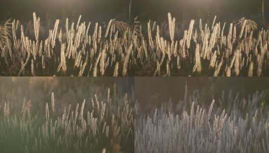 【合集】夕阳下唯美的芦苇草高清在线视频素材下载