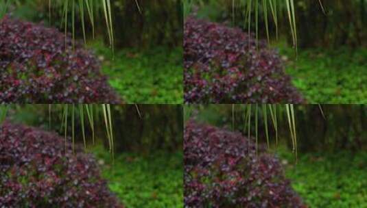 下雨水滴春分惊蛰雨水雨天氛围高清在线视频素材下载