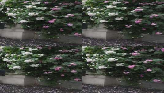竖屏蔷薇花素材高清在线视频素材下载