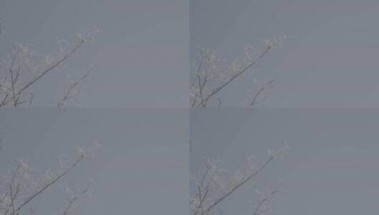 中国华北东北冬季春节新年树叶雾凇自然户外高清在线视频素材下载
