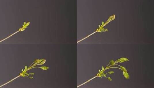 春季实拍植物发芽叶子生长延时视频高清在线视频素材下载