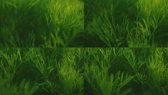 草丛绿色植物高清在线视频素材下载