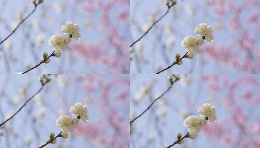 樱花春天花朵盛开随风摆动高清在线视频素材下载