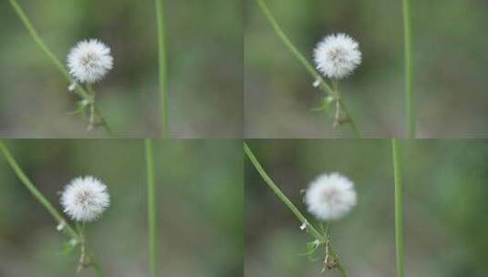 苦苣菜花卉春天特写空镜头高清在线视频素材下载