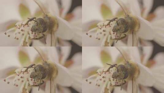 蜜蜂 采蜜 特写蜜蜂高清在线视频素材下载