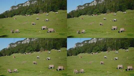 牛群站在美丽的绿色山景上高清在线视频素材下载
