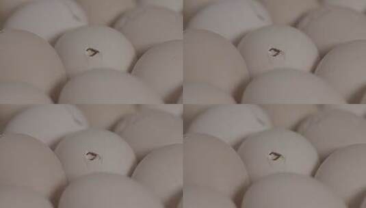 鸡蛋孵化小鸡出壳全过程LOG高清在线视频素材下载
