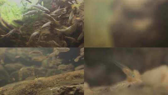 水底拍摄小鱼高清在线视频素材下载