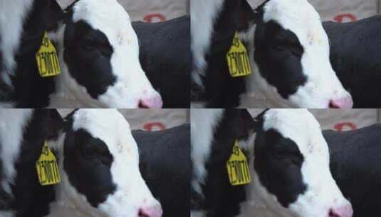 奶牛 小奶牛 奶牛场 奶牛养殖 (146)高清在线视频素材下载